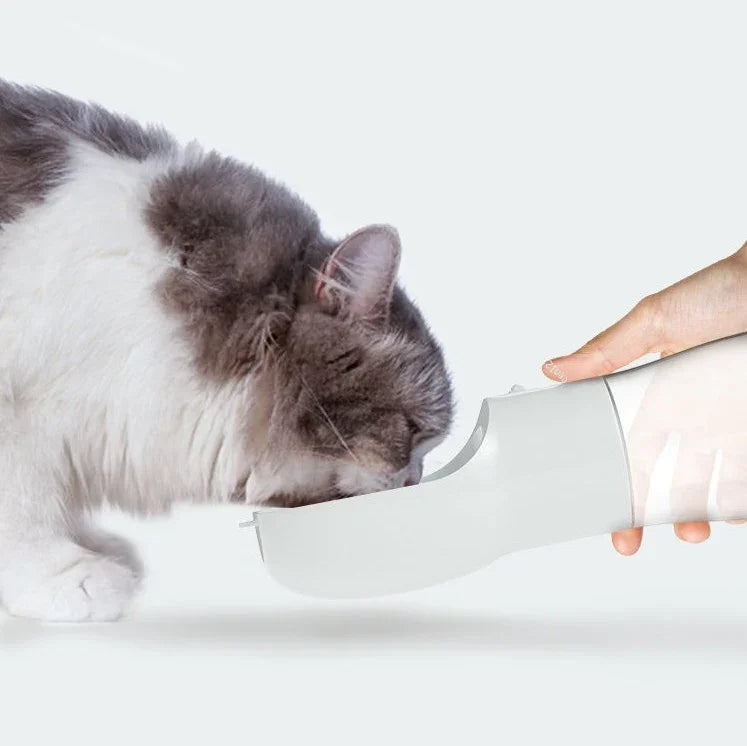 Fluffy gray and white cat drinking from a portable pet water bottle, ideal for cat accessories and travel.