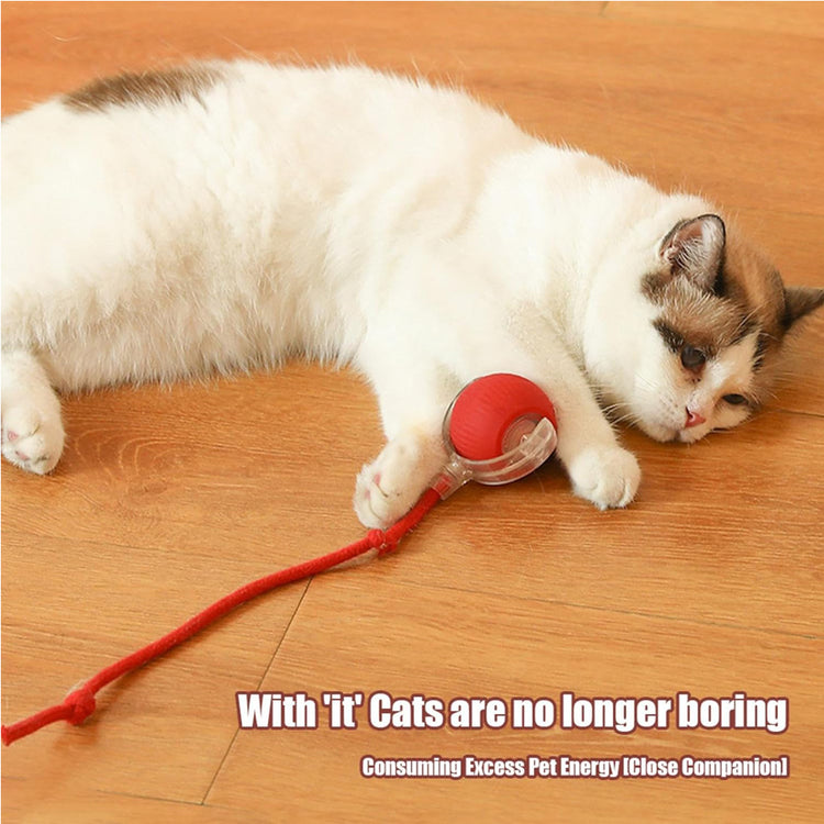 White cat playing with red ball cat toy on wood floor, fun pet accessory for indoor play