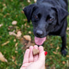 8-in-1 Multivitamin Bites for Dogs