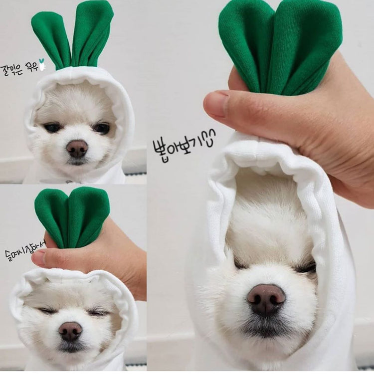Cute puppy wearing white hoodie with green bunny ears, perfect pet accessory for fun and comfort