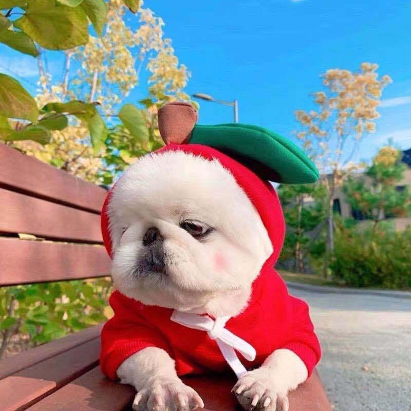 Adorable dog in red apple costume on park bench, perfect pet accessory for fun outdoor play.