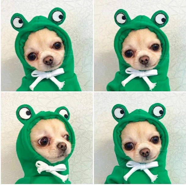 Adorable chihuahua in green frog hoodie with big eyes and white bow, perfect pet accessory for fun photos.
