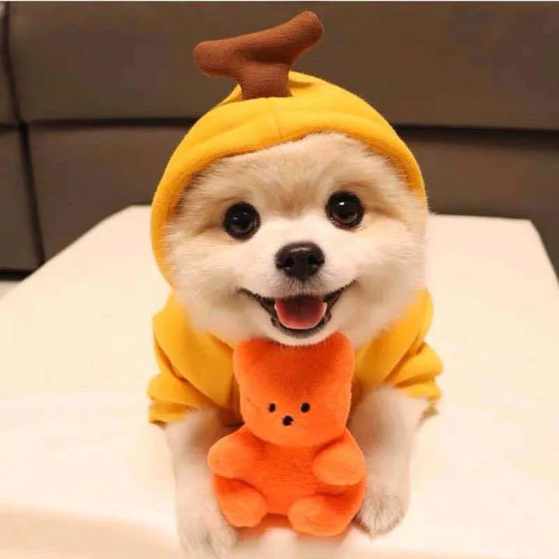 Adorable Pomeranian in yellow banana costume holding orange plush toy, perfect pet accessory for fun playtime.