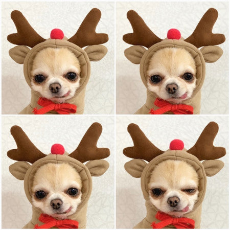 Adorable chihuahua in festive reindeer costume with red bow, perfect pet accessory for holiday fun