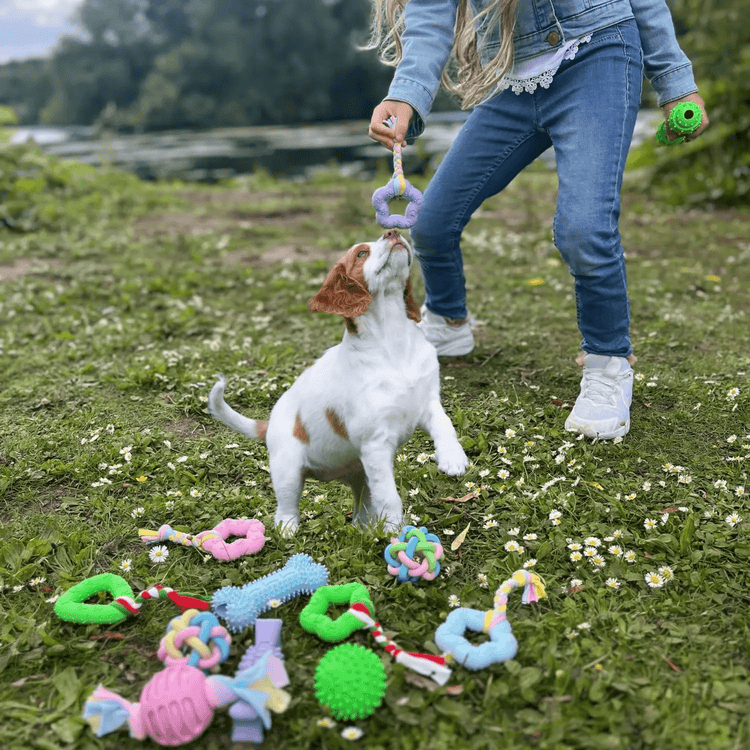 Pink Puppy Chew Toys 6-Pack, Soft Durable Rubber Teething Toys for Puppies & Small Dogs, Safe Non-Toxic Interactive Dog Toys for Small Breeds, Gentle on Teeth & Gums (Basket Not Included)