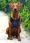 Brown dog wearing blue harness, sitting outdoors on pavement near greenery