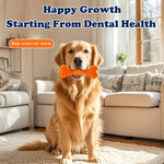 Golden retriever holding orange bone toy for dental health in cozy living room