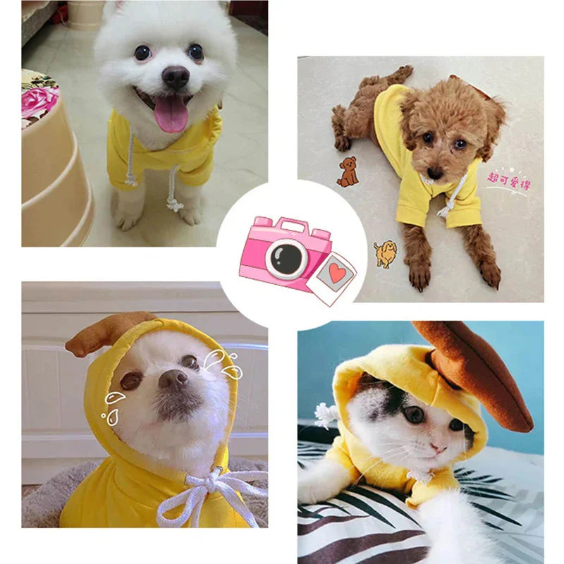 Adorable dogs and cat in cute yellow hooded pet outfits, perfect for playful pet accessories and fun photos.