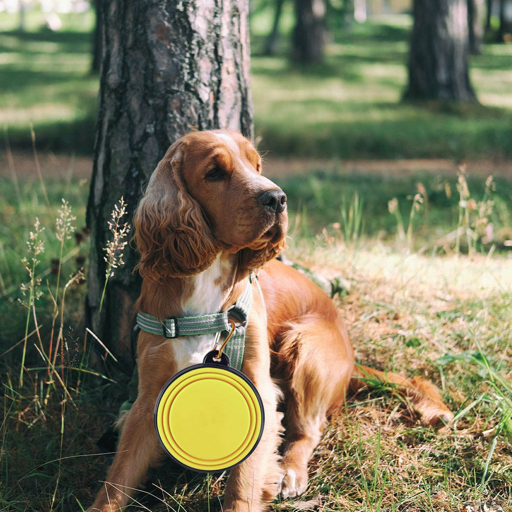 Dog Bowl Pet Collapsible Bowls, 2 Pack, Large, Dog Water Bowls for Cats Dogs, Portable Pet Feeding Watering Dish for Walking Parking Traveling with 2 Carabiners Collapsible Dog Bowls, Travel, Hiking