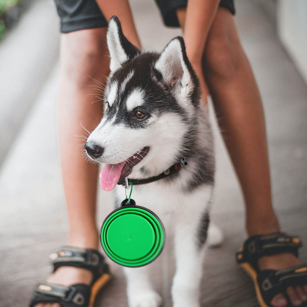 Dog Bowl Pet Collapsible Bowls, 2 Pack, Large, Dog Water Bowls for Cats Dogs, Portable Pet Feeding Watering Dish for Walking Parking Traveling with 2 Carabiners Collapsible Dog Bowls, Travel, Hiking