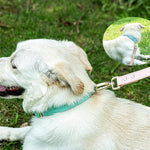 S M L Dog Collar