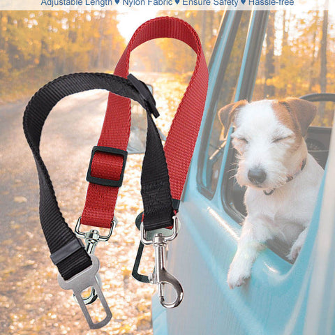 Colorful dog seat belts with car buckle clips for safe travel, shown with a poodle
