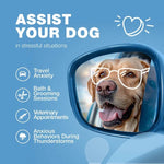 Happy dog wearing glasses in car side mirror, assisting with travel anxiety and grooming stress
