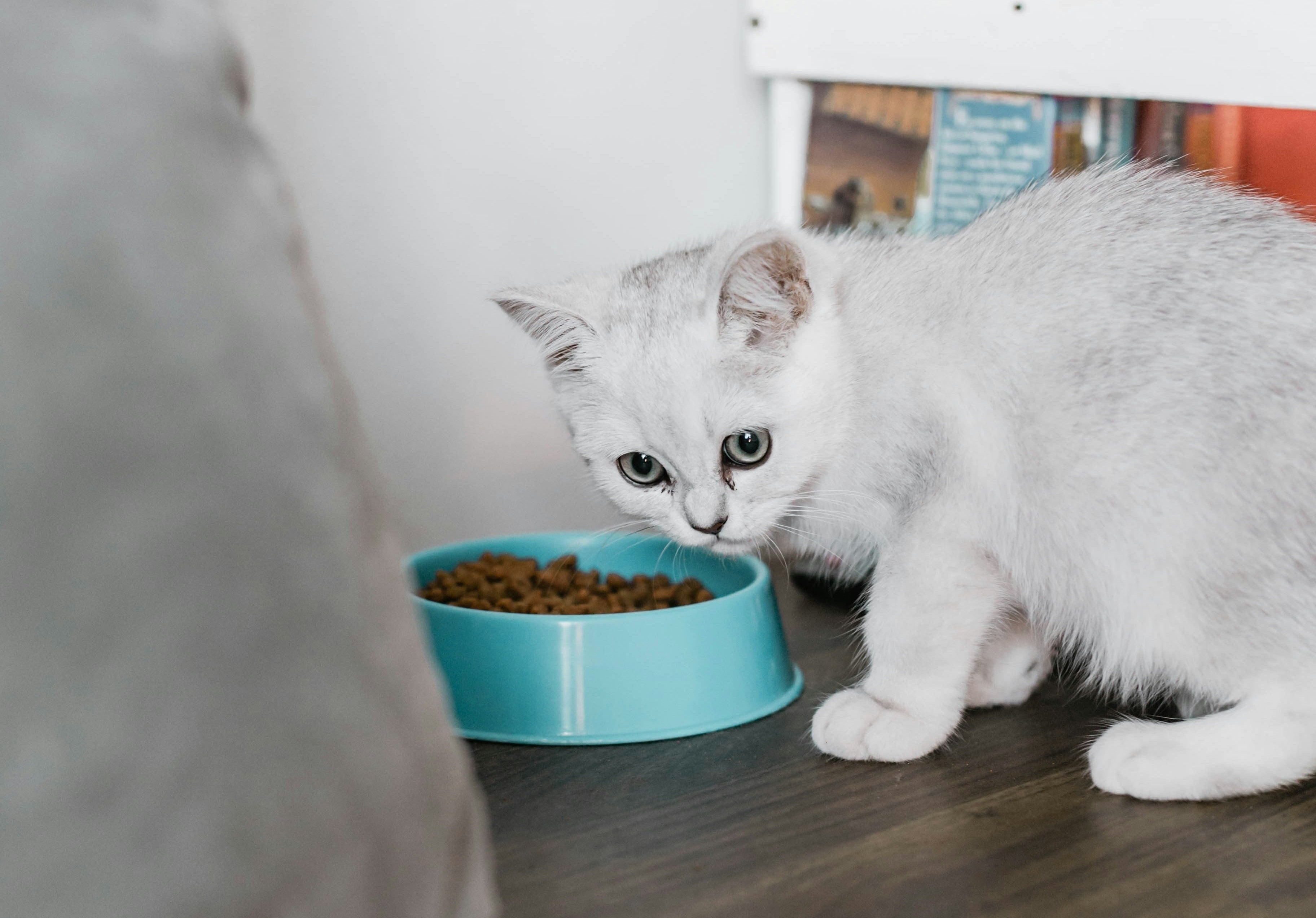 A white kitten with green eyes eating from a light blue ceramic bowl filled with dry cat food, placed on a dark wooden shelf in an indoor setting.