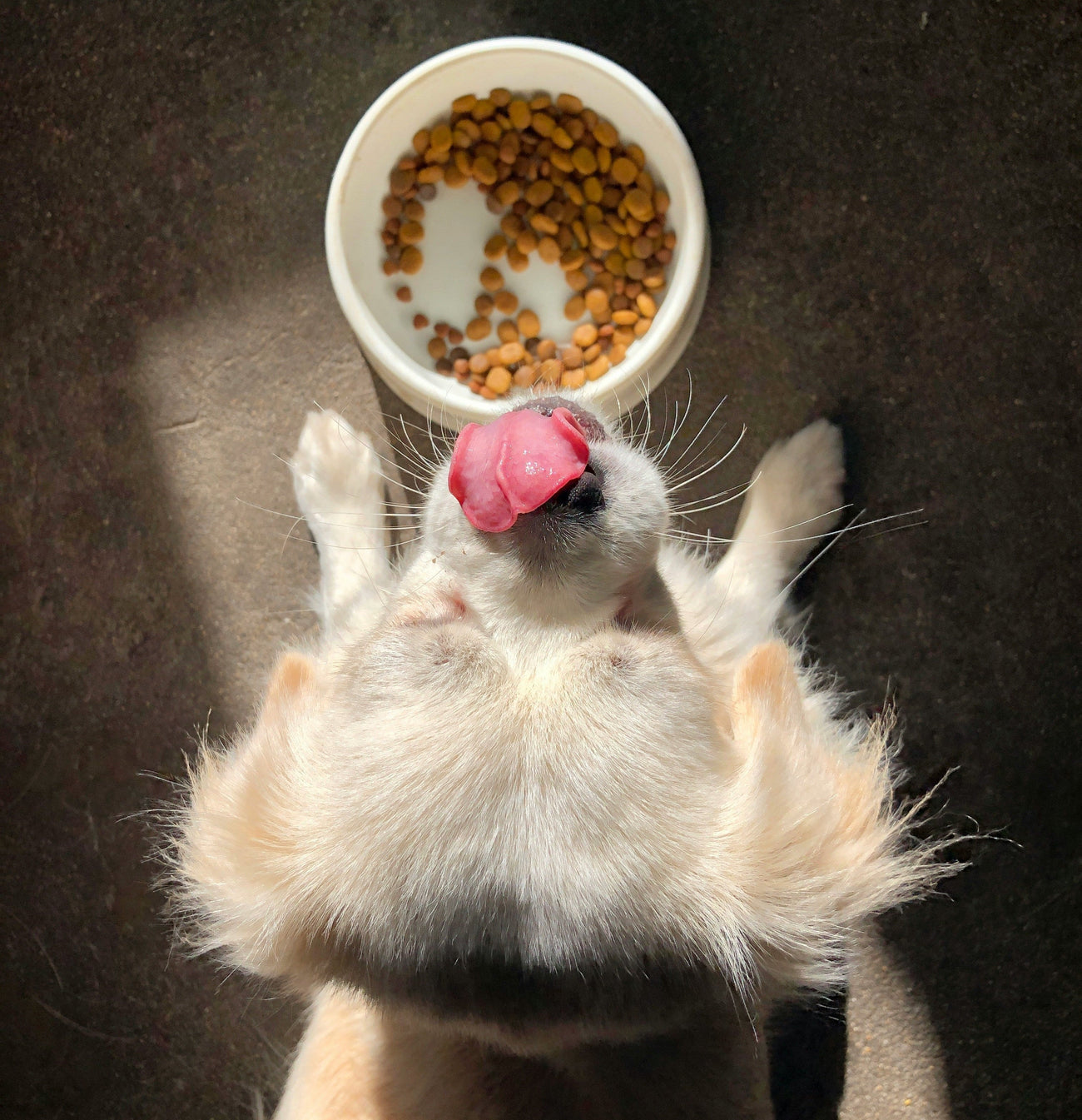 A small white and tan dog lies on its back with its tongue out, reaching toward a white bowl filled with dry kibble on a dark floor.