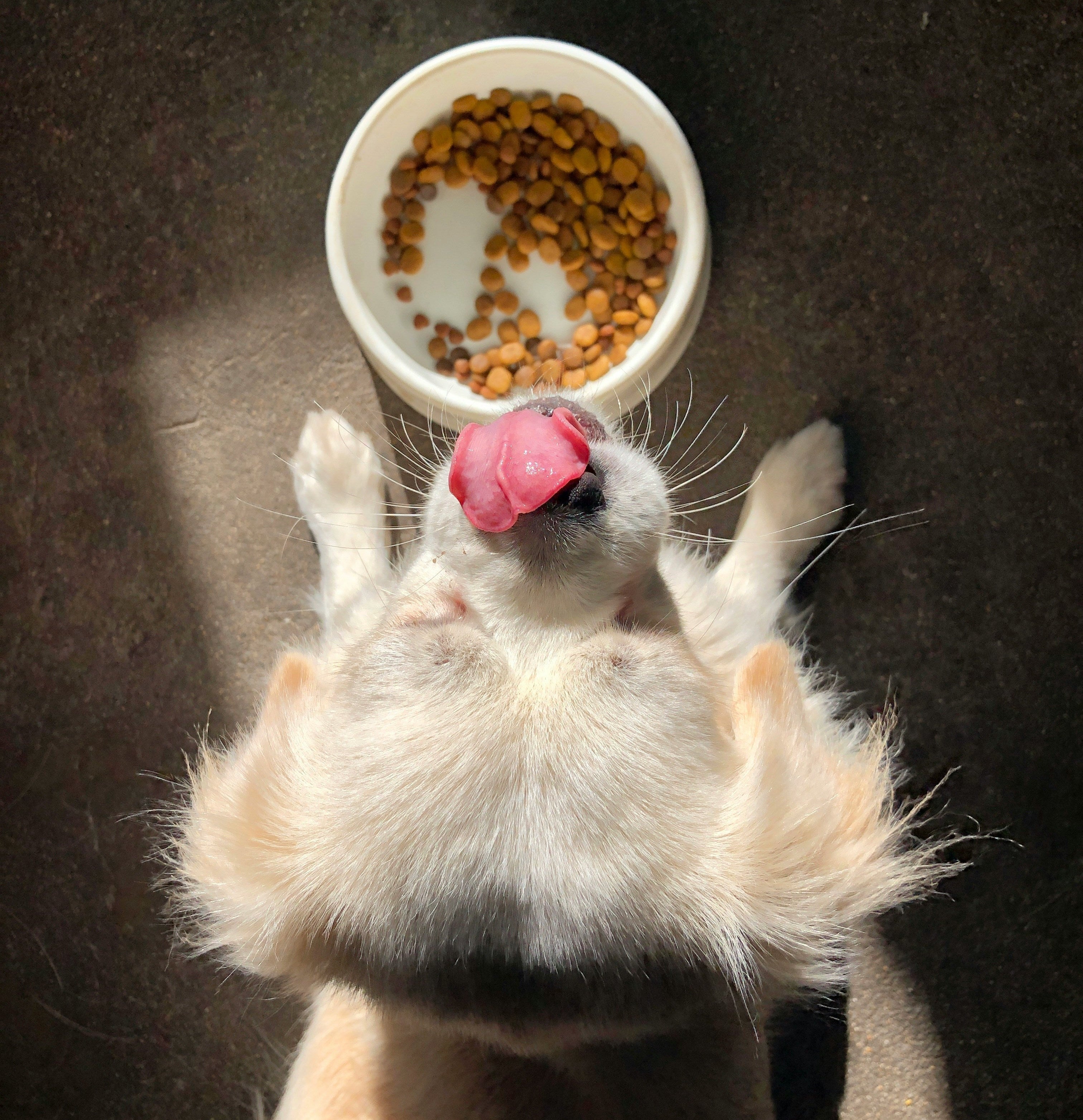 A small white and tan dog lies on its back with its tongue out, reaching toward a white bowl filled with dry kibble on a dark floor.